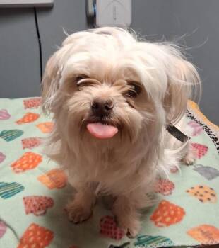 Shih Tzu Dogs Available for Adoption - Six | PetCurious