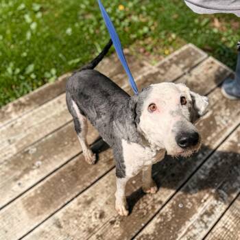 Sheepadoodle Dogs Available for Adoption - Timmy  | PetCurious