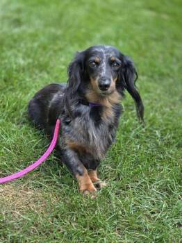 Angie -  Dachshund Dog for Adoption in Orland Park, Illinois - Angie | PetCurious