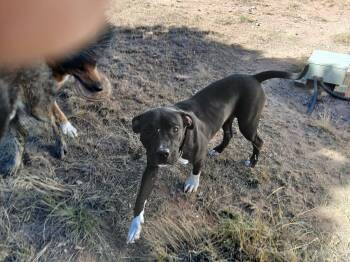 Rescue Pit Bull Terrier Dogs for Adoption in Moriarty, New Mexico - Coral | PetCurious
