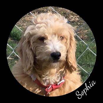 Rescue Goldendoodle Dogs for Adoption in Fredericksburg, Virginia - Sophia | PetCurious