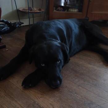 Ziggy -  Black Labrador Retriever and Mixed Breed Dog for Adoption in Cashmere, Washington - Ziggy | PetCurious