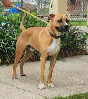Barnie -  Boxer and Mixed Breed Dog for Adoption in Morristown, New Jersey - Barnie | PetCurious