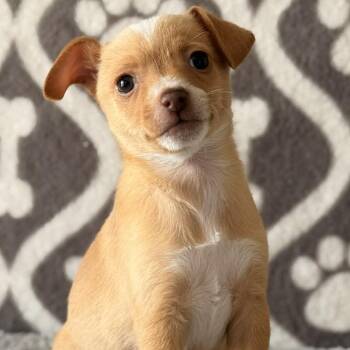 Terrier Dogs Available for Adoption - River -*Available 2/21*Chino Hills Location | PetCurious