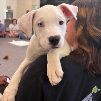 Hay Bale -  Mixed Breed Dog for Adoption in Columbia, Missouri - Hay Bale | PetCurious