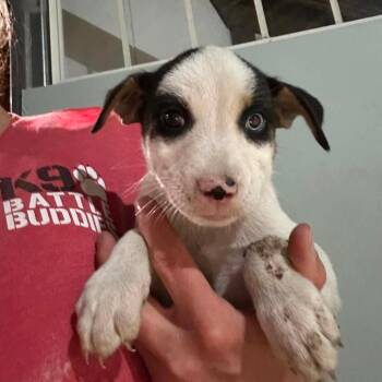Catahoula Leopard Dog Dogs Available for Adoption in Hinesville, Georgia - Malbec | PetCurious