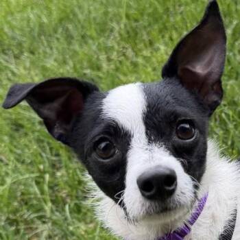 Mixed Breed Dogs Available for Adoption in Pleasanton, California - Spot | PetCurious