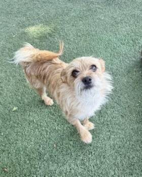 Toto -  Terrier Dog for Adoption in Manchester, Connecticut - Toto | PetCurious
