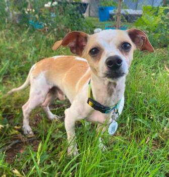 Wilbur -  Chihuahua Dog for Adoption in Shawnee, Oklahoma - Wilbur | PetCurious