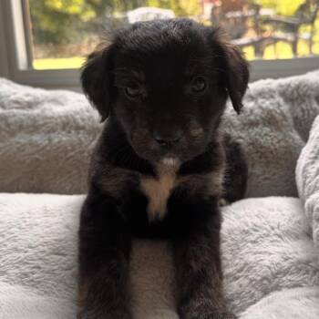 Alfie -  Collie and Hound Dog for Adoption in Stokesdale, North Carolina - Alfie | PetCurious
