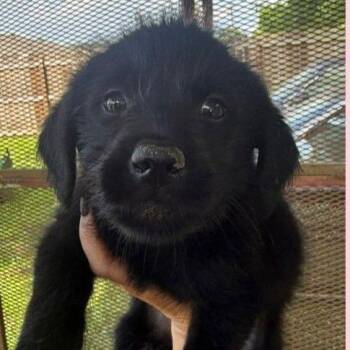 Aryn -  Mixed Breed Dog for Adoption in Allentown, Pennsylvania - Aryn | PetCurious