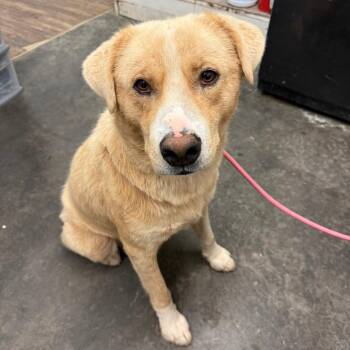 Collie and Yellow Labrador Retriever Dogs Available for Adoption in Evensville, Tennessee - Ty | PetCurious