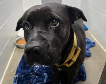 RHONDA ROUSEY -  Rottweiler and Mixed Breed Dog for Adoption in Olathe, Kansas - RHONDA ROUSEY | PetCurious
