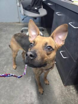 German Shepherd Dog and Labrador Retriever Dogs Available for Adoption in Evansville, Indiana - Axel | PetCurious