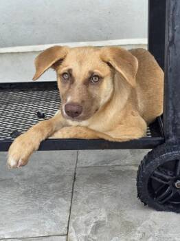 Dominic -  Mixed Breed and Labrador Retriever Dog for Adoption in Naranjito, Naranjito - Dominic | PetCurious