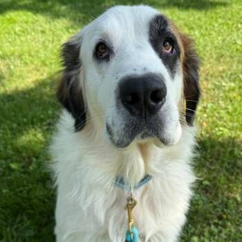 Maisy $400 -  Saint Bernard and Mixed Breed Dog for Adoption in Milwaukee, Wisconsin - Maisy $400 | PetCurious