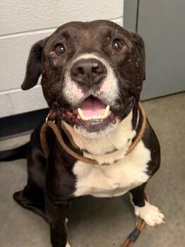 Oreo -  Pit Bull Terrier Dog for Adoption in Henderson, North Carolina - Oreo | PetCurious