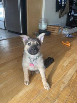 Kermit -  Pumi Dog for Adoption in Minneapolis, Minnesota - Kermit | PetCurious