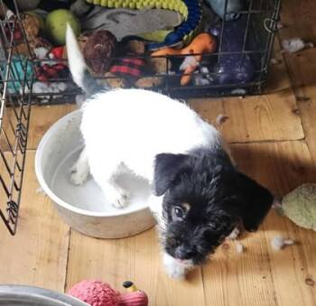 Rat Terrier and Shih Tzu Dogs Available for Adoption - Ebert | PetCurious