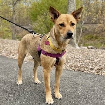 Shepherd Dogs Available for Adoption in East Hampton, New York - Ravioli | PetCurious