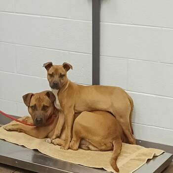 Retriever Dogs Available for Adoption - Pierce | PetCurious