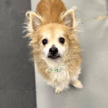 Mixed Breed Dogs Available for Adoption - Butter | PetCurious