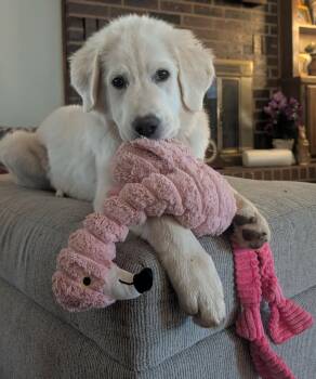 Great Pyrenees Dogs Available for Adoption in Kiowa, Oklahoma - Norma Jean  | PetCurious