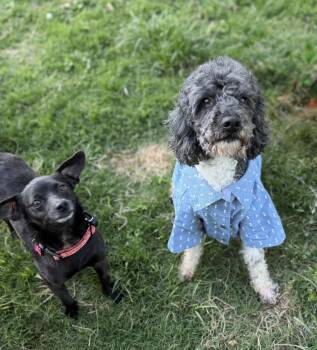 Oliver -  Poodle Dog Available for Adoption in Sandy Springs, Georgia - Oliver | PetCurious