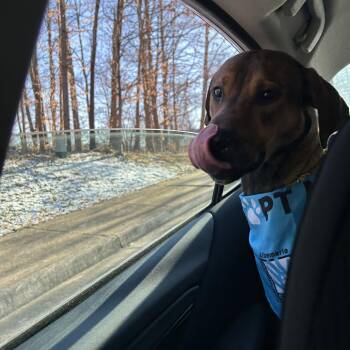 Mixed Breed Dogs Available for Adoption - Roscoe | PetCurious