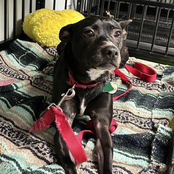 Betty Boop -  Rat Terrier Dog for Adoption in Jupiter, Florida - Betty Boop | PetCurious