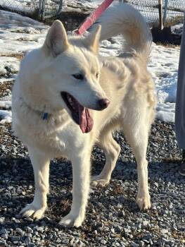 Shepherd and Husky Dogs Available for Adoption - Sherry - At Shelter | PetCurious