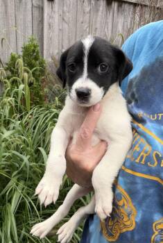 Machiavellia -  Border Collie and Retriever Dog for Adoption in Bull Valley, Illinois - Machiavellia | PetCurious