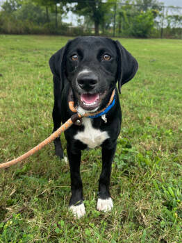 Rescue Labrador Retriever and Mixed Breed Dogs for Adoption in Aiken, South Carolina - Owen | PetCurious