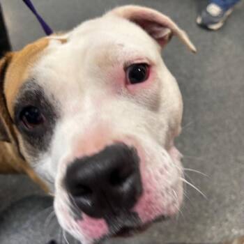 Mixed Breed Dogs Available for Adoption in Allentown, Pennsylvania - Lotus | PetCurious