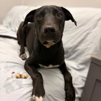 Brenden -  American Staffordshire Terrier Dog for Adoption in Monticello, Iowa - Brenden | PetCurious