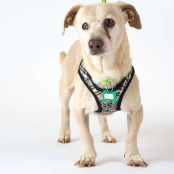 Orbiting 14131 -  Chihuahua and Dachshund Dog for Adoption in San Francisco, California - Orbiting 14131 | PetCurious