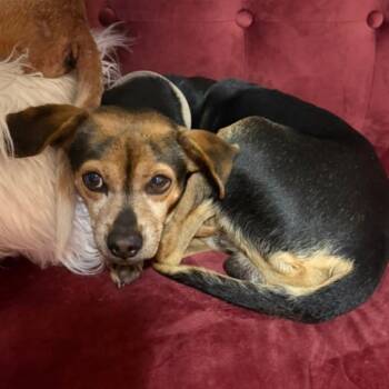 Chihuahua Dogs Available for Adoption in Lake Jackson, Texas - Charlie | PetCurious