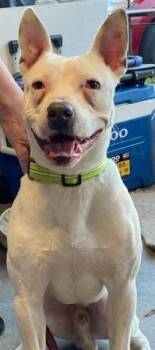 Rescue Pit Bull Terrier Dogs for Adoption in Colorado Springs, Colorado - Wojo | PetCurious