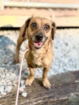 Violet -  Beagle and Dachshund Dog for Adoption in Morton Grove, Illinois - Violet | PetCurious