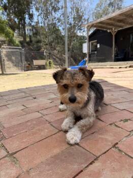Dill -  Poodle and Terrier Dog for Adoption in San Diego, California - Dill | PetCurious