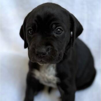 Rescue Boxer Dogs for Adoption in Fairfax Station, Virginia - Higgles-teal | PetCurious