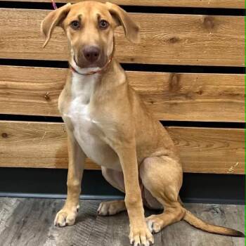 Mina -  Hound Dog for Adoption in Mount Pleasant, Texas - Mina | PetCurious