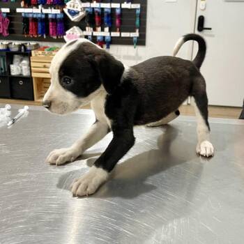 Underdog -  Pit Bull Terrier and Mixed Breed Dog for Adoption in Lake Jackson, Texas - Underdog | PetCurious