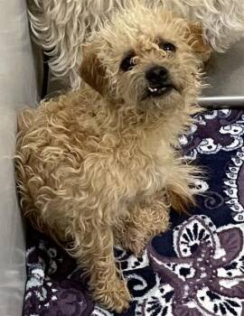 Poodle Dogs Available for Adoption in Pacifica, California - Ram | PetCurious