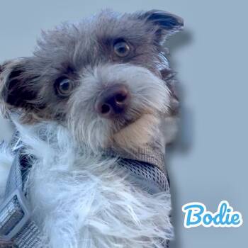 Rescue Cairn Terrier and Yorkshire Terrier Dogs for Adoption in Scottsdale, Arizona - Bodie | PetCurious