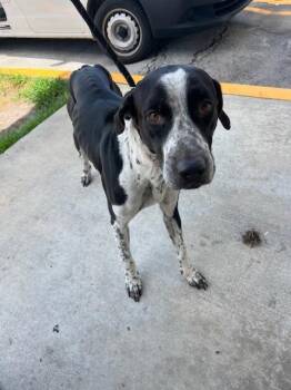 DOVE -  Labrador Retriever Dog for Adoption in Doral, Florida - DOVE | PetCurious