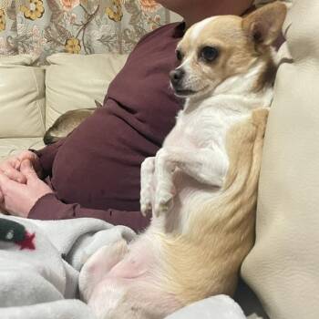 Spicy -  Chihuahua Dog for Adoption in Long Beach, Mississippi - Spicy | PetCurious
