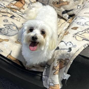 Maltese Dogs Available for Adoption in Antwerp, Ohio - Tori The Doll | PetCurious