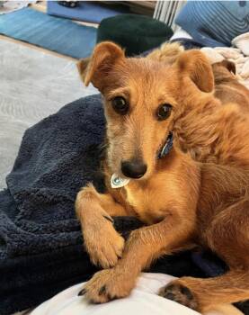 Rescue Terrier Dogs for Adoption in Larkfield-wikiup, California - Tori | PetCurious