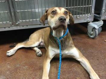 Rescue Pit Bull Terrier and Mixed Breed Dogs for Adoption in Thousand Palms, California - GOOFY | PetCurious